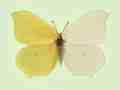 Gonepteryx rhamni (bilateral gynandromorph) (Internet Image property of respective owner, non-commercial use only)